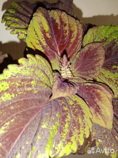 Колеус крупный