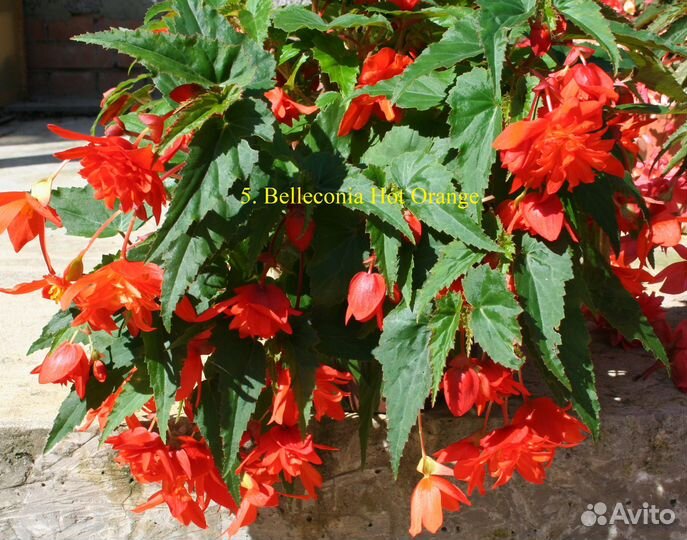 Бегония вегетативная ампельная белекония