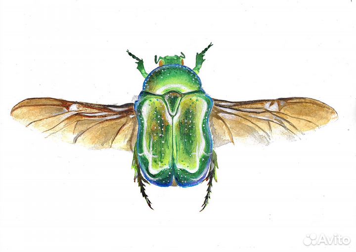 Этюд акварелью-жук