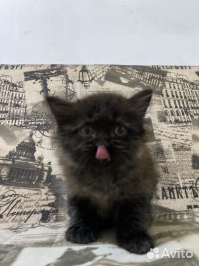 Черный котенок девочка в добрые руки, 1,5 мес