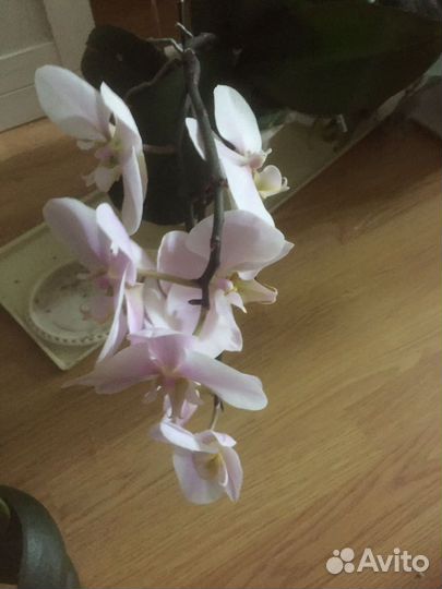 Орхидея