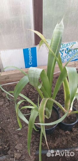 Бельбергия