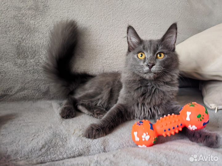 Котенок мальчик в добрые руки