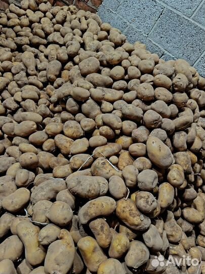 Продам картофель на корм скоту