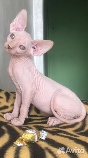 Канадский сфинкс котенок документами