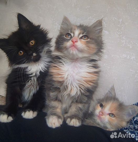 Котята мейн-кун в добрые руки