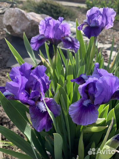 Продам ирисы