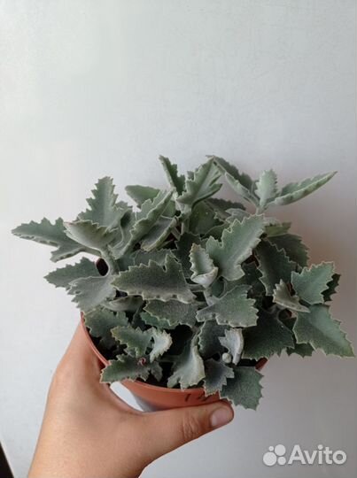 Суккуленты почтой