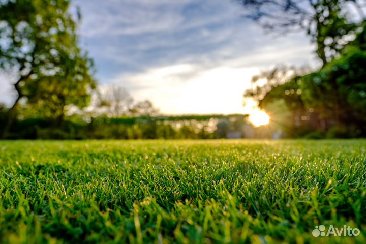Рулонный газон с укладкой и доставкой