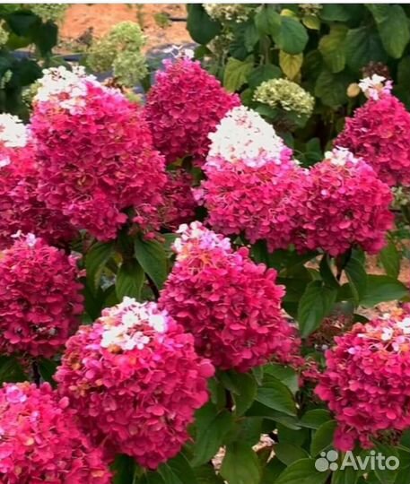 Растения для сада гортензия