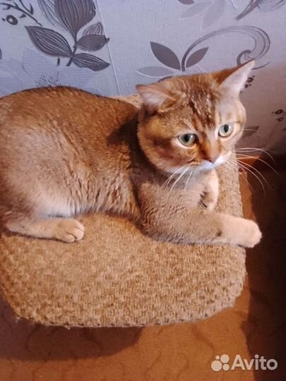 Шотландский кот вязка