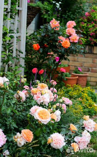 Саженцы роз собственной прививки