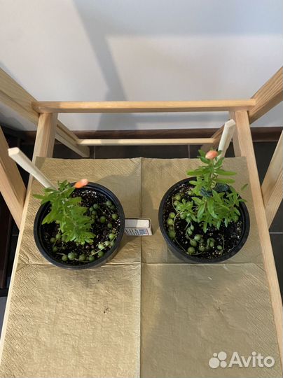 Гранат комнатный