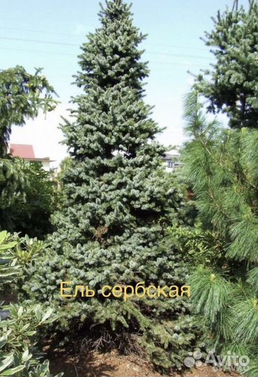 Туя, сосна, Ель голубая, лиственница, Ель серб