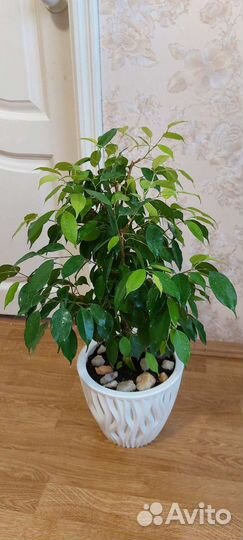 Фикус Бенджамина