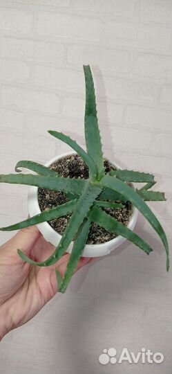 Алоэ лечебный в горшке 0.2 л