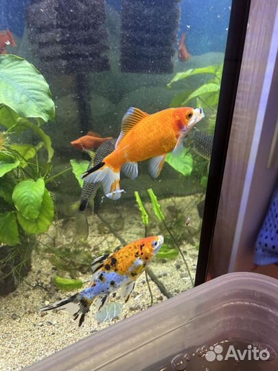 Золотая рыбка Комета