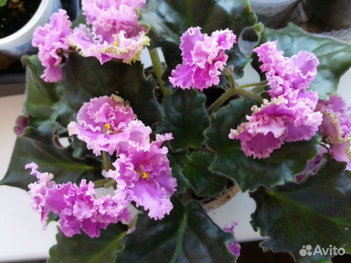 Фиалки разные