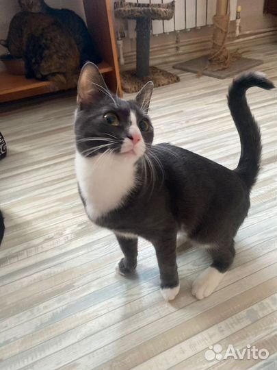 Котик мальчик