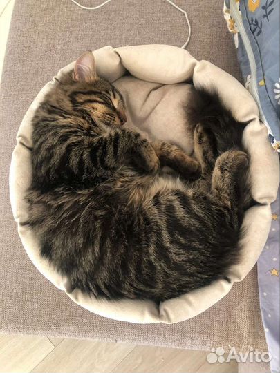 Лежанка для животных