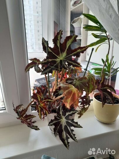 Бегония клеопатра