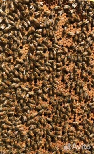 Пчеломатки и пчелопакеты Бакфаст