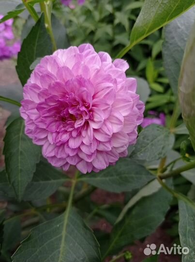 Георгины клубни