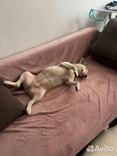 Бультерьер Вязка