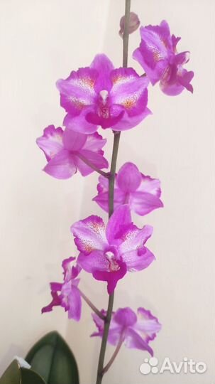 Орхидея фаленопсис пульчерима Леопард