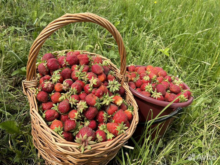 Фермерские продукты