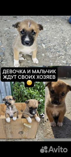 Щенята в самые добрые руки