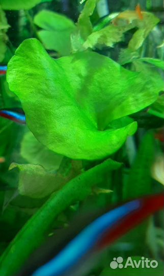 Аквариумные растения