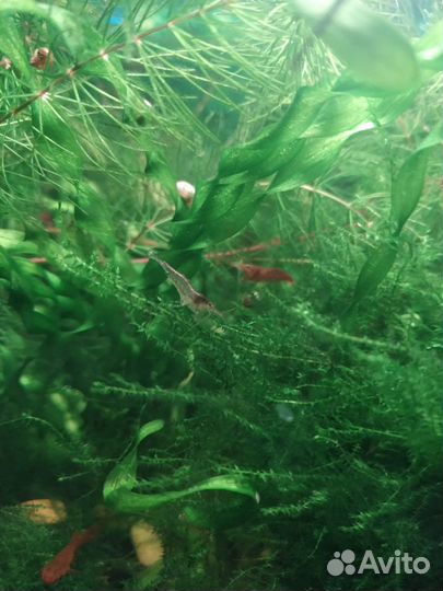 Продам креветок, растения и аквариумы