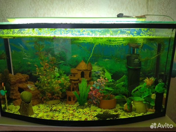 Аквариум с рыбками и всей полной атрибутикой