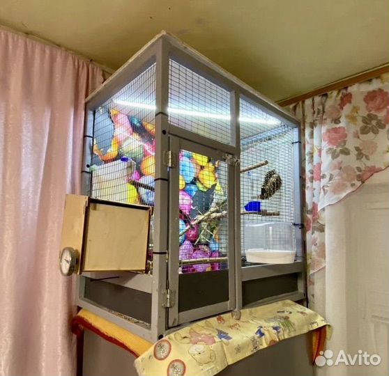 Попугай карела