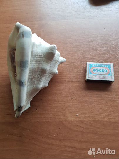 Ракушка большая