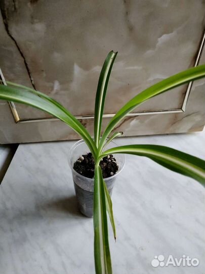 Комнатные растения