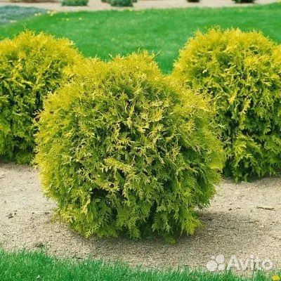 Туя западная Мириам