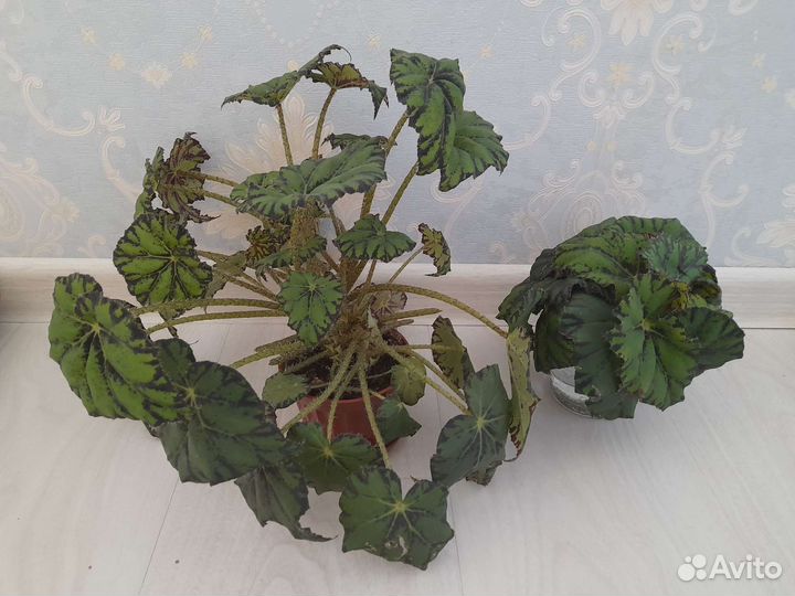 Бегония тигровая в горшочке, листики