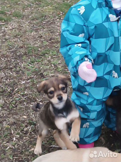 Щенок девочка, 4,5м., ягдтерьер+джек-рассел-терьер