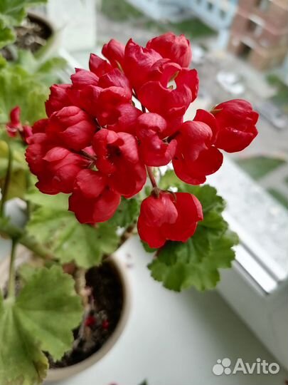 Герань тюльпановидная коралловая