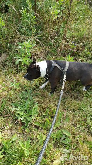 Вязка собаки амстафф