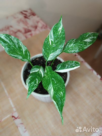 Спатифиллум Даймонд Вариегата