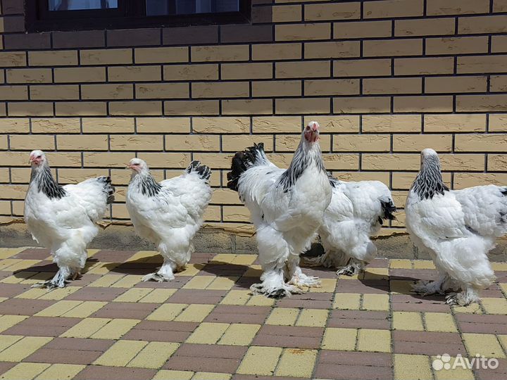 Куры кохинхины, джерсы, светлая брама