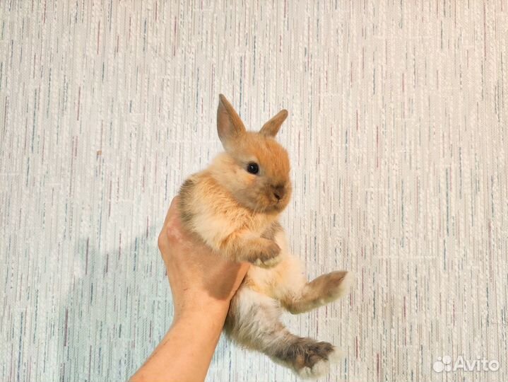 Мини карликовый кролик - добрый, ручной