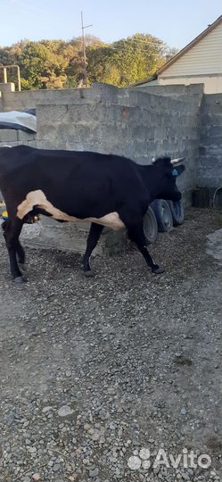 Корова