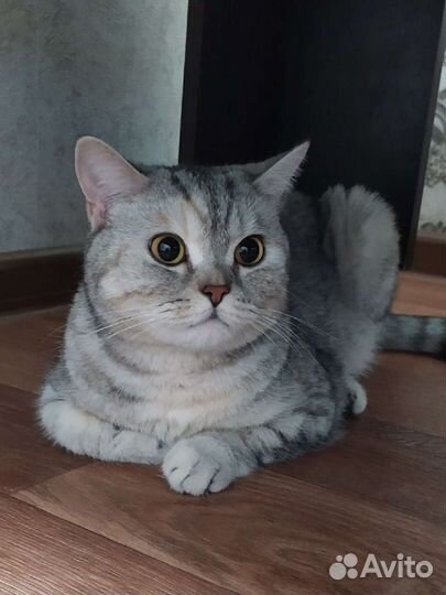 Британская