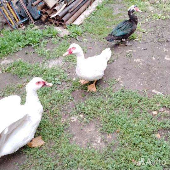 Утки, селезни