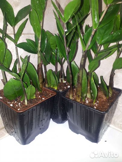 Замиокулькас