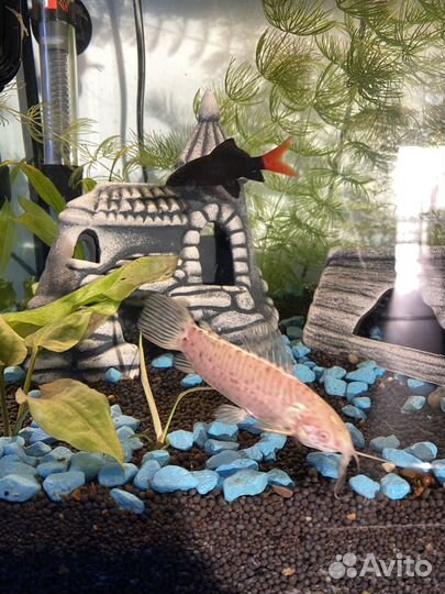 Аквариум 60 л под ключ / рыбки / техника / декор